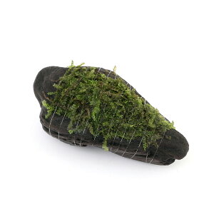 (水草)巻きたて フジウロコゴケ(スパーテンモス) 流木 SSサイズ(約10cm)(無農薬)(水中葉)(1本)