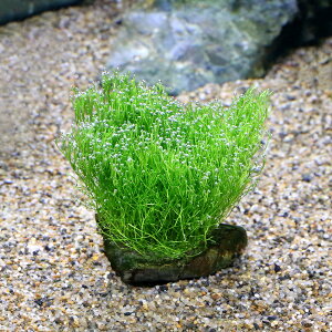 ij琬ρ@VA@R΁@SSTCYi8cmȉjitji_ji1j@kCEBq֗vۉ