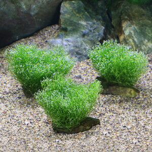 ij琬ρ@VA@R΁@SSTCYi8cmȉjitji_ji3j@kCEBq֗vۉ