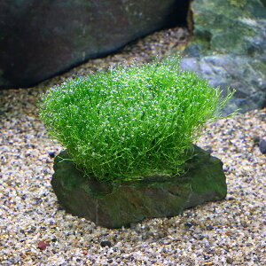 ij琬ρ@VA@R΁@STCYi10cmjitji_ji1j@kCEBq֗vۉ