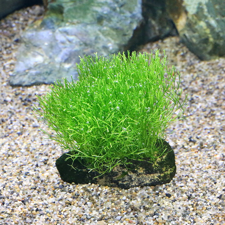 楽天市場 水草 育成済 リシア付 溶岩石 ssサイズ 8cm以下 水中葉 無農薬 1個 Charm 楽天市場店 楽天市場 水草 育成済 リシア付 溶岩石 ssサイズ 8cm以下 水中葉 無農薬 1個 Charm 楽天市場店