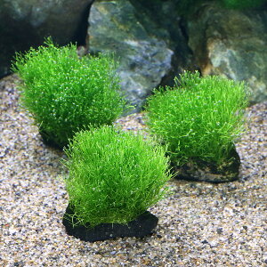 ij琬ρ@VA@n΁@SSTCYi8cmȉjitji_ji3j@kCEBq֗vۉ