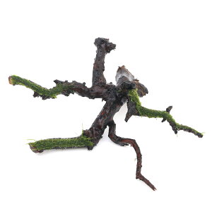 ijā@ouX@}󗬖؁@STCYi10cm`jitji_ji1{j