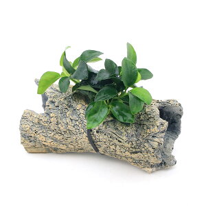 ijAkrAXii@v`@OVF^[@STCYitji1j