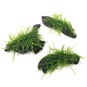 ij琬ρ@ouX@؁@SSTCYi10cmjitji_ji1{j