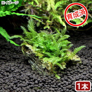 ij琬ρ@nlSPspDJ[Y@R΁@SSTCYi8cmȉjitji_ji1j