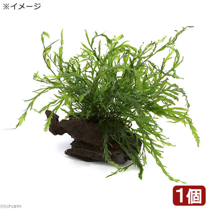 楽天市場 水草 ボルビティス ヒュディロティ付き流木 トロピカ製 水中葉 １本 北海道航空便要保温 Charm 楽天市場店