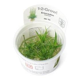 （水草）組織培養1－2－GROW！　ホシクサsp．キネレウム（液体培地）　トロピカ製（無農薬）（1カップ）