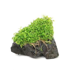 ijā@j[[Wp[OX@R΁@STCYi10cmjitji_ji1j