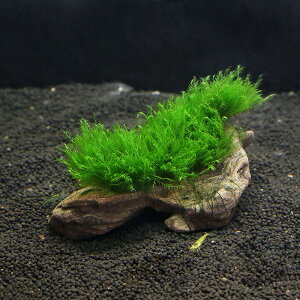 (水草)★育成済★ ウォーターフェザー 流木 Sサイズ(約15cm)(水中葉)(無農薬)(1本)