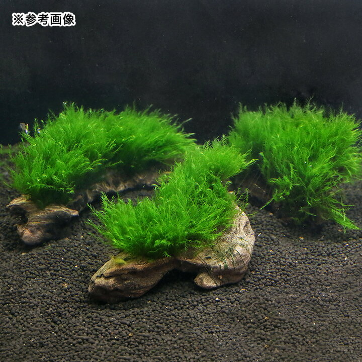 סבב Prince בית 22 סבב Prince בית 22