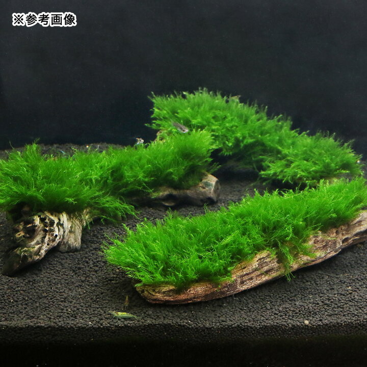 アウトレット 水草 巻きたて ウォーターフェザー 枝状流木 ｍサイズ 約２０ｃｍ 水中葉 無農薬 １個 Rmladv Com Br