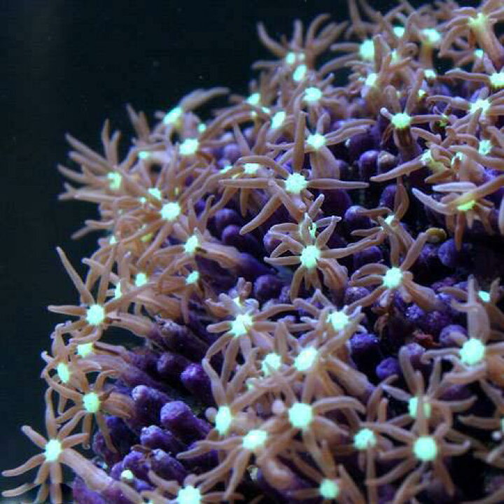 楽天市場 サンゴ 沖縄産 スターポリプｓｐ センターグリーン ｍサイズ １個 Charm 楽天市場店