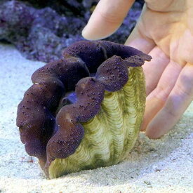楽天市場 飼育 シャコガイ 水流の通販