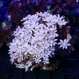 楽天市場 ソフトコーラルの通販