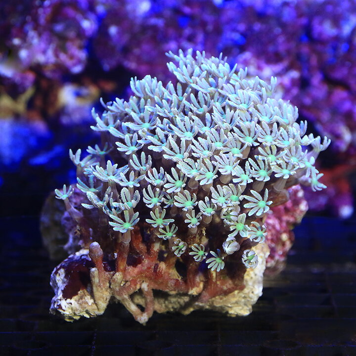 楽天市場】（サンゴ）沖縄産 ツツウミヅタ ナローポリプグリーン M 