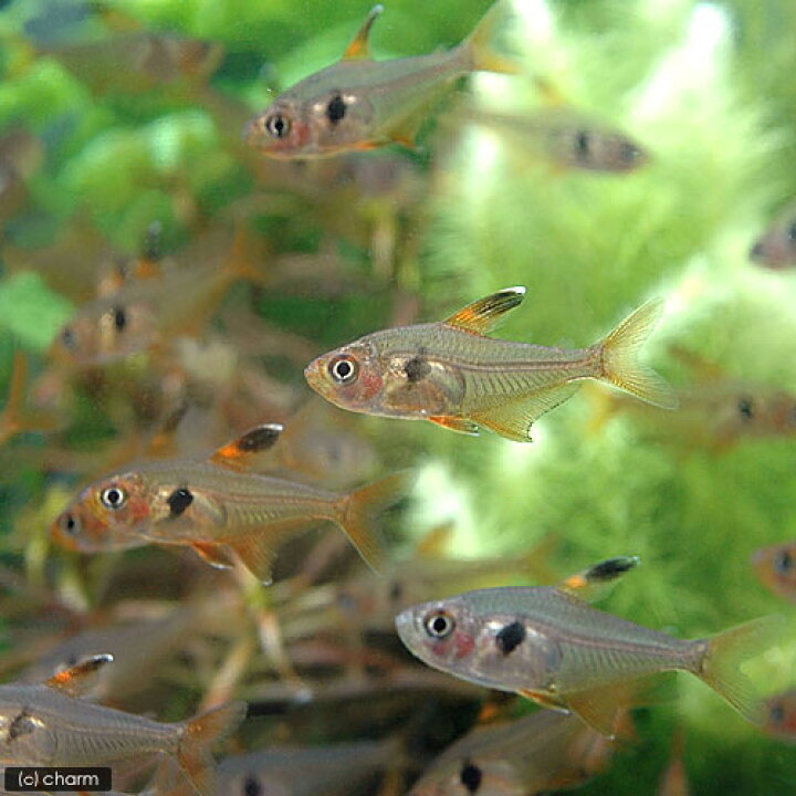 楽天市場 熱帯魚 レッドファントム テトラ ブリード ６匹 北海道 九州航空便要保温 Charm 楽天市場店