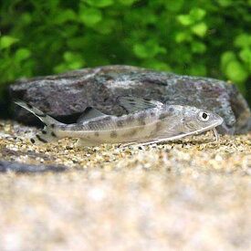 （熱帯魚）ピメロディア・ピクタス（1匹）　北海道航空便要保温