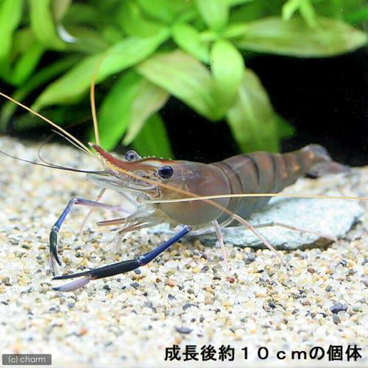 楽天市場】(エビ)オニテナガエビ Sサイズ(1匹) 北海道航空便要保温 : charm 楽天市場店 楽天市場】(エビ)オニテナガエビ Sサイズ(1匹) 北海道航空便要保温 : charm 楽天市場店