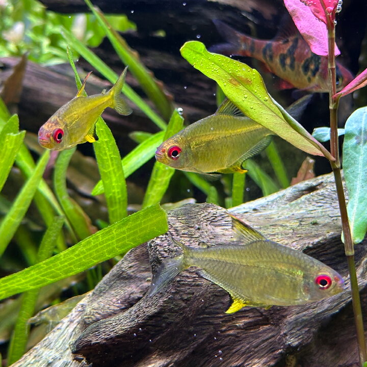 予約販売品 熱帯魚 カラシン レモンテトラ 1 5cm 5匹 Shipsctc Org