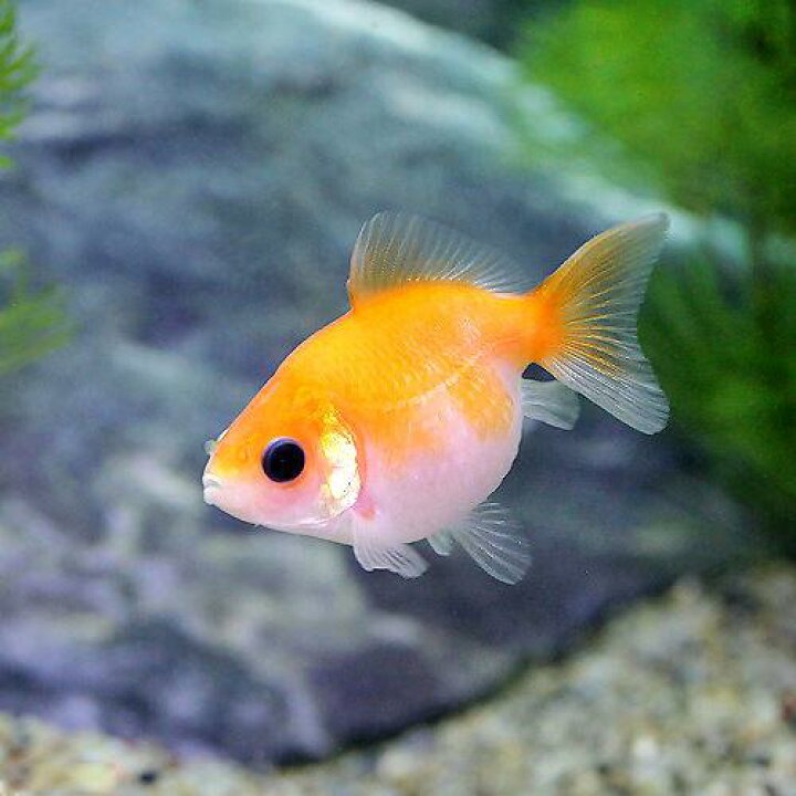 楽天市場】（国産金魚）ピンポンパール（1匹） : charm 楽天市場店