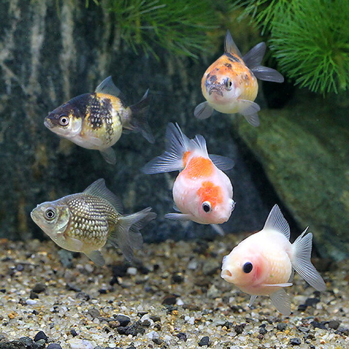 楽天市場】（国産金魚）ピンポンパール（1匹） : charm 楽天市場店