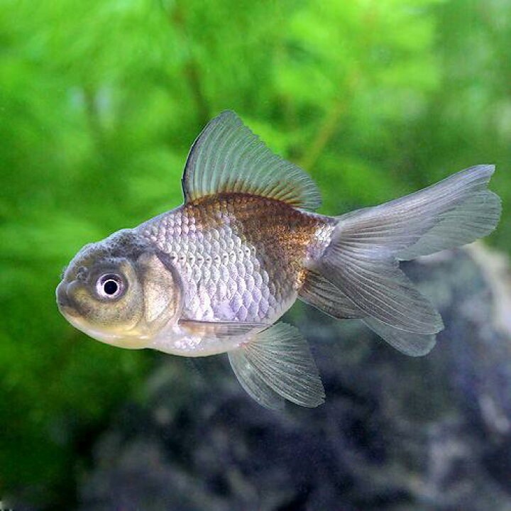 楽天市場 国産金魚 青文魚 3匹 Charm 楽天市場店 楽天市場 国産金魚 青文魚 3匹 Charm 楽天市場店