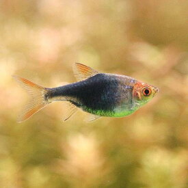 （熱帯魚）ヘテロモルファ・ブルーネオン（3匹）　北海道航空便要保温