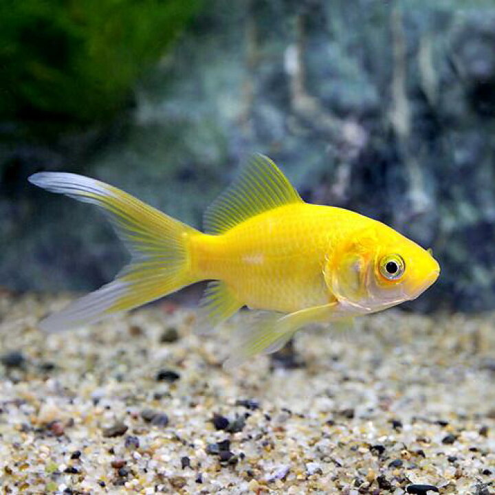 楽天市場】（国産金魚）ゴールデンコメット 長尾（1匹） : charm 楽天 