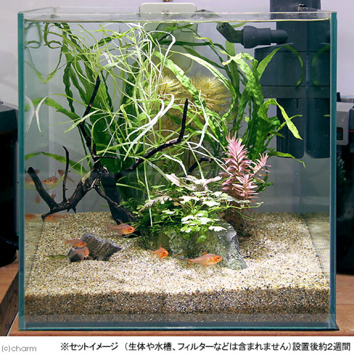楽天市場 水草 草たちの水景 ３０ｃｍ水槽レイアウトセット １セット 北海道航空便要保温 Charm 楽天市場店