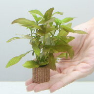 （水草）ライフマルチ（茶）ハイグロフィラ　ポリスペルマ（水中葉）（無農薬）（1個）