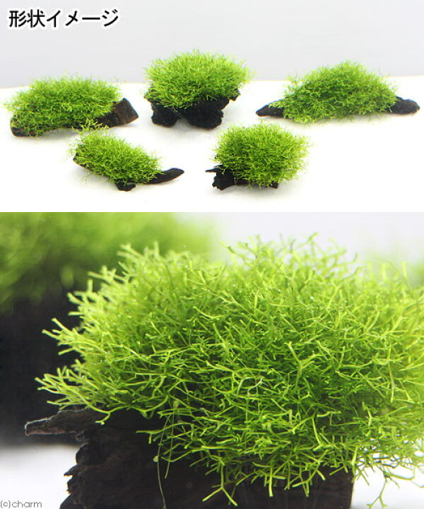 楽天市場 水草 育成済 リシア付きカット流木 ミニサイズ ８ｃｍ以下 水中葉 無農薬 １本 Charm 楽天市場店