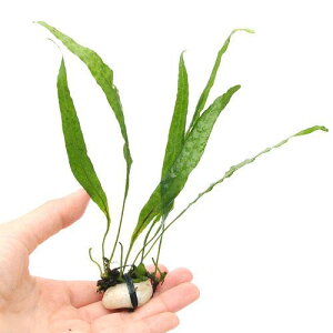 ijΕt@~N\E@vevX@\[h[ti5j