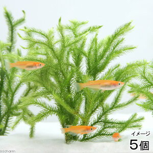 ij_J̎Yp@qJQmJYiAjti5j