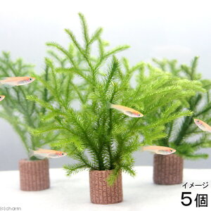 ij_J̎Yp@Ct}`ijqJQmJYiAji5j