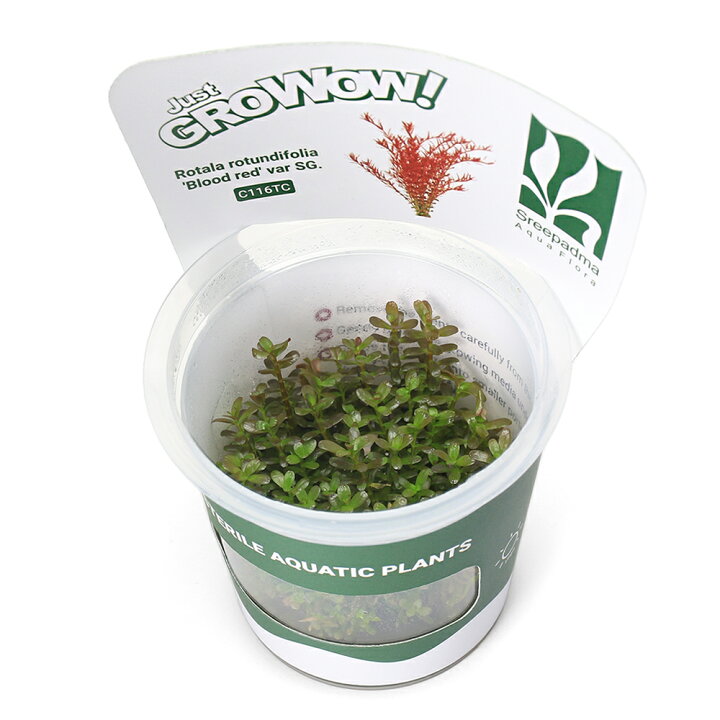 水草 有茎草 ハイグロフィラ ピナティフィダ ロゼウス Growow 2カップ 【組織培養で無農薬】【赤みの強い改良品種】 組織培養1-2-GROW! パールグラス トロピカ製(無農薬)(1カップ) 048A TC | チャーム 