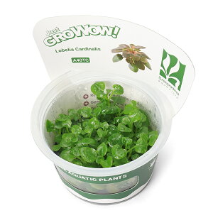 ijgD|{GROWOWI@xAJ[fBiXi_ji1Jbvj@kCEBq֗vۉ