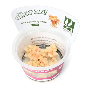 ijgD|{GROWOWI@uZt@hspDzCgi_ji1Jbvj@kCEBq֗vۉ