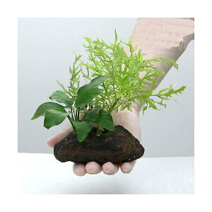 ijuȒP@EH[^[EBXeAitj@AkrAXii@nΕti1j