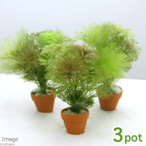 (水草)プチ素焼き鉢 ふわふわカラフルプランツ(水中葉)(無農薬)(3鉢)