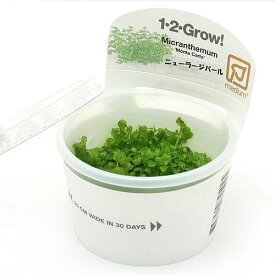 （水草）組織培養1−2−GROW！　ニューラージパールグラス　トロピカ製（無農薬）（1カップ）
