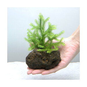 ij_J̎Yp@qJQmJYiAjn΁i1j