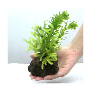 ij_J̎Yp@AiJXƃqJQmJYiAjn΁i1j