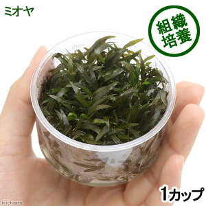 �i�����j�g�D�|�{�@�N���v�g�R���l�@�E�F���e�B�[�@�~�I���i���_��j�i1�J�b�v�j�@�k�C���E��B�q��֗v�ۉ�