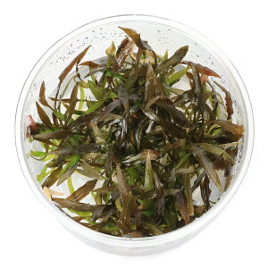 ijgD|{@NvgRl@P[i_ji1Jbvj@kCEBq֗vۉ