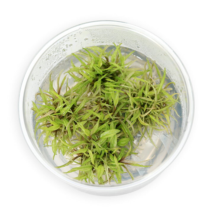 楽天市場 水草 組織培養 クリプトコリネ ウェンティー グリーン ゲッコー 無農薬 １カップ Charm 楽天市場店