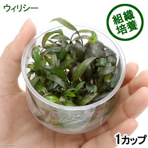 ijgD|{@NvgRl@EBV[i_ji1Jbvj@kCEBq֗vۉ