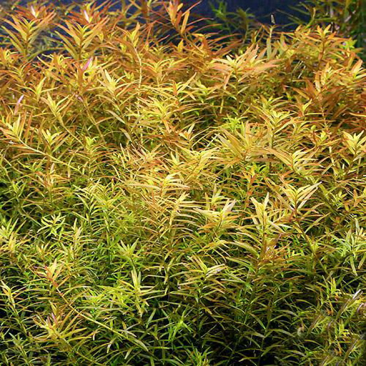 楽天市場 水草 ロタラ ロトンディフォリア ハイレッド 10本 水中葉 無農薬 北海道航空便要保温 Charm 楽天市場店 楽天市場 水草 ロタラ ロトンディフォリア ハイレッド 10本 水中葉 無農薬 北海道航空便要保温 Charm 楽天市場店
