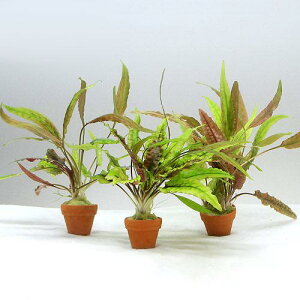 (水草)プチ素焼き鉢 おまかせクリプトコリネ寄せ植え(無農薬)(水中葉)(1個)