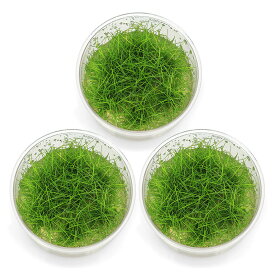（水草）組織培養　ヘアーグラスショート（無農薬）（3カップ）